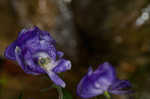 Southern blue monkshood <BR>Monkshood